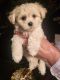 Maltipoo Puppies for sale in Scottsboro, AL, USA. price: $1,100