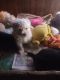 Maltipoo Puppies for sale in Tumtum, WA, USA. price: $1,200