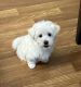 Maltipoo Puppies for sale in Brewerton, NY, USA. price: $900