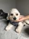 Maltipoo Puppies for sale in Alamo Heights, TX 78209, USA. price: $450