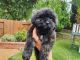 Maltipoo Puppies for sale in Temecula, CA, USA. price: $600