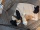 Maltipoo Puppies for sale in Canton, GA, USA. price: $1,000