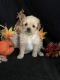Maltipoo Puppies for sale in Houston, MO 65483, USA. price: $300