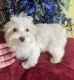 Maltipoo Puppies for sale in Pearland, TX 77584, USA. price: $700