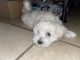 Maltipoo Puppies for sale in Chandler, AZ, USA. price: $300