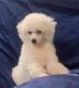Maltipoo Puppies for sale in Columbia, MS 39429, USA. price: $400