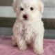 Maltipoo Puppies for sale in Stockton, CA, USA. price: $900