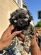 Maltipoo Puppies for sale in Marrissey Ln, Sacramento, CA 95834, USA. price: $1,150