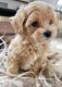 Maltipoo Puppies for sale in Nashville, TN, USA. price: $400