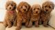 Maltipoo Puppies for sale in Houston, TX 77003, USA. price: $500