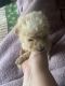 Maltipoo Puppies for sale in Seven Springs, NC, USA. price: $650