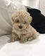 Maltipoo Puppies for sale in Concord, NC, USA. price: $400