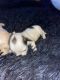 Maltipoo Puppies for sale in Burlington, NC, USA. price: $900
