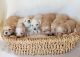 Maltipoo Puppies for sale in South Jordan, UT, USA. price: $1,800