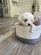Maltipoo Puppies for sale in Lee's Summit, MO, USA. price: $750