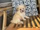 Maltipoo Puppies for sale in Celina, OH 45822, USA. price: $500