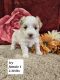 Maltipoo Puppies for sale in Sioux Center, IA 51250, USA. price: $800