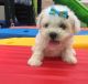 Maltipoo Puppies for sale in San Diego, CA, USA. price: $900