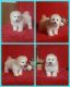Maltipoo Puppies for sale in Milan, MO 63556, USA. price: $450