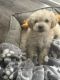 Maltipoo Puppies for sale in Ontario, CA, USA. price: $400