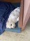 Maltipoo Puppies for sale in San Diego, CA, USA. price: $1,000