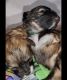 Maltipoo Puppies for sale in 8287 Moorhaven Way, Sacramento, CA 95828, USA. price: $700