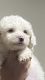 Maltipoo Puppies for sale in Katy, TX, USA. price: $14