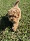 Maltipoo Puppies for sale in Fort Myers, FL, USA. price: $2,800