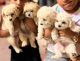 Maltipoo Puppies for sale in Escondido, CA, USA. price: $700