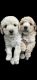 Maltipoo Puppies for sale in Las Vegas, NV, USA. price: $800