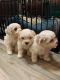 Maltipoo Puppies for sale in Oklahoma City, OK, USA. price: $800