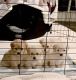 Maltipoo Puppies for sale in Dallas, TX, USA. price: $900