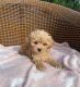 Maltipoo Puppies for sale in Glendale, CA, USA. price: $500