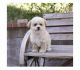 Maltipoo Puppies for sale in Eastvale, CA, USA. price: $1,200