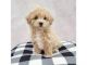 Maltipoo Puppies for sale in New Haven, CT, USA. price: $450