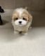 Maltipoo Puppies for sale in Passaic County 612, Little Falls, NJ 07424, USA. price: $650