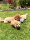 Maltipoo Puppies for sale in Burbank, CA, USA. price: $600
