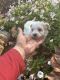 Maltipoo Puppies for sale in Cadiz, KY 42211, USA. price: NA