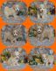 Maltipoo Puppies for sale in Milan, MO 63556, USA. price: $375