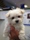 Maltipoo Puppies for sale in Minneapolis, MN, USA. price: $450