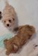 Maltipoo Puppies for sale in Plant City, FL, USA. price: $995