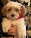 Maltipoo Puppies for sale in Savannah, GA, USA. price: $1,500