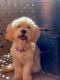 Maltipoo Puppies for sale in Glendale, CA, USA. price: NA