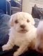 Maltipoo Puppies for sale in Concord, CA 94518, USA. price: $800