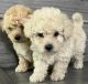Maltipoo Puppies for sale in Lancaster, CA 93535, USA. price: $500