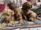 Maltipoo Puppies for sale in Pascagoula, MS, USA. price: $1,200