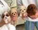 Maltipoo Puppies for sale in Los Angeles, CA, USA. price: $500