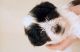 Maltipoo Puppies for sale in Boston, MA, USA. price: $800