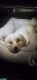 Maltipoo Puppies for sale in El Mirage, AZ 85335, USA. price: $600