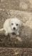 Maltipoo Puppies for sale in Arlington, Texas. price: $1,500